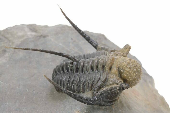 Bumpy Cyphaspis Trilobite - Natural Multi-Colored Shell #240530